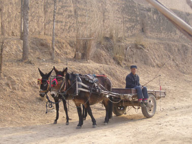 馬和小驢仍是每家強(qiáng)壯的勞動(dòng)力