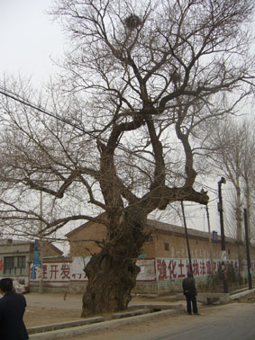 五百年古樹的述說